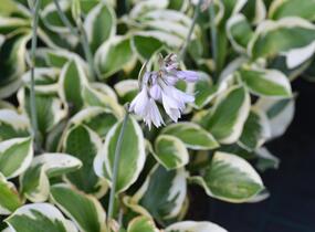 Bohyška 'Brim Cup' - Hosta 'Brim Cup'