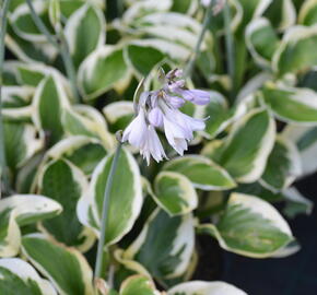 Bohyška 'Brim Cup' - Hosta 'Brim Cup'