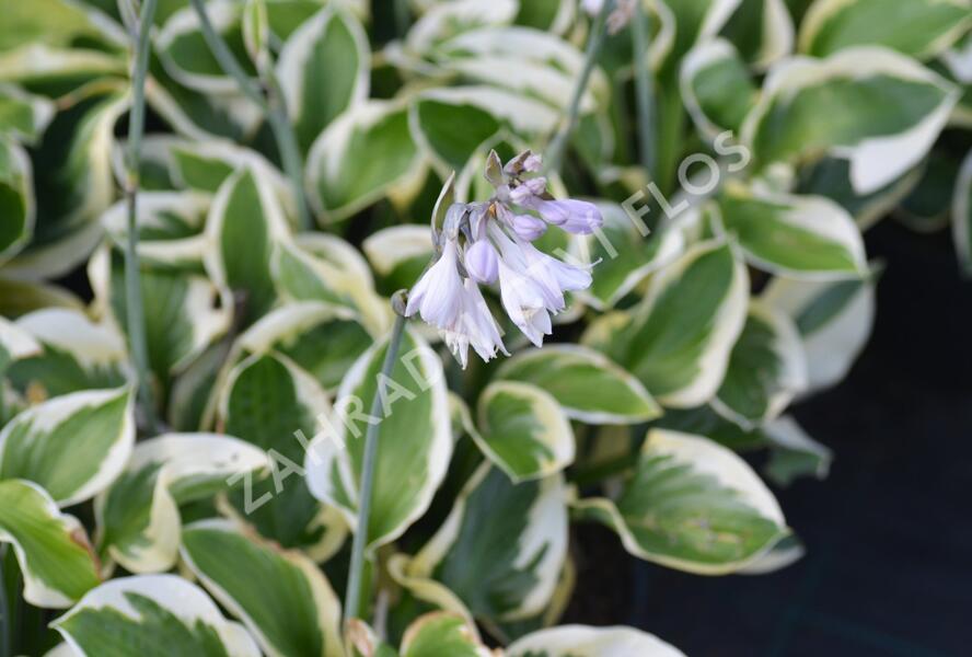 Bohyška 'Brim Cup' - Hosta 'Brim Cup'