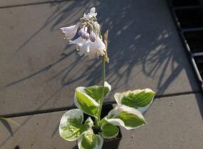 Bohyška 'Brim Cup' - Hosta 'Brim Cup'