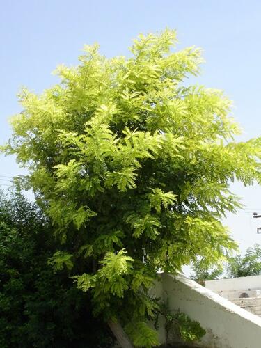 Trnovník akát 'Frisia' - Robinia pseudoacacia 'Frisia'