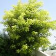 Trnovník akát 'Frisia' - Robinia pseudoacacia 'Frisia'