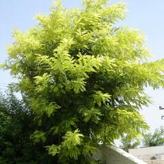 Trnovník akát 'Frisia' - Robinia pseudoacacia 'Frisia'