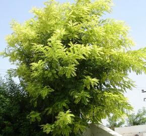 Trnovník akát 'Frisia' - Robinia pseudoacacia 'Frisia'