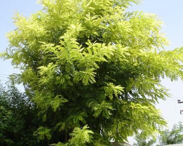 Trnovník akát 'Frisia'