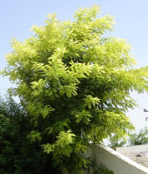 Trnovník akát 'Frisia' - Robinia pseudoacacia 'Frisia'