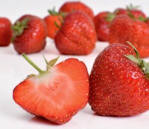 Jahodník jednouplodící 'Elsanta' - Fragaria ananassa 'Elsanta'