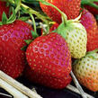Jahodník jednouplodící 'Allegro' - Fragaria ananassa 'Allegro'