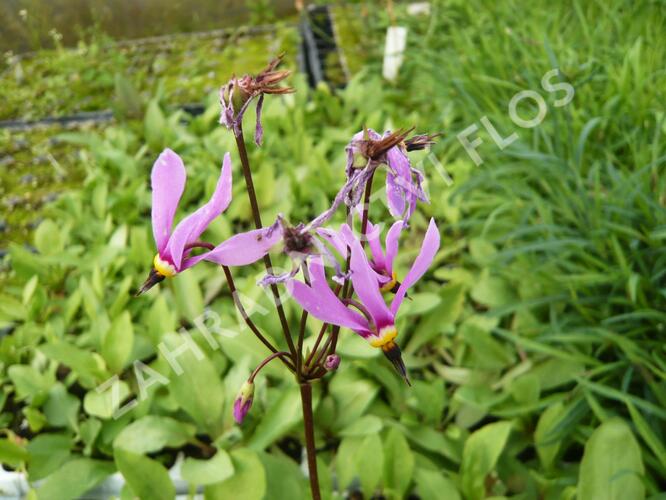 Boží květ zahradní 'Rote Farben' - Dodecatheon meadia 'Rote Farben'
