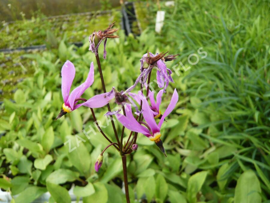 Boží květ zahradní 'Rote Farben' - Dodecatheon meadia 'Rote Farben'