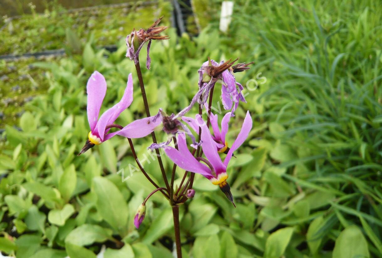 Boží květ zahradní 'Rote Farben' - Dodecatheon meadia 'Rote Farben'