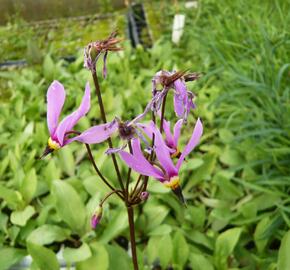 Boží květ zahradní 'Rote Farben' - Dodecatheon meadia 'Rote Farben'