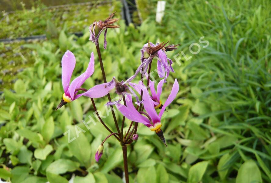 Boží květ zahradní 'Rote Farben' - Dodecatheon meadia 'Rote Farben'