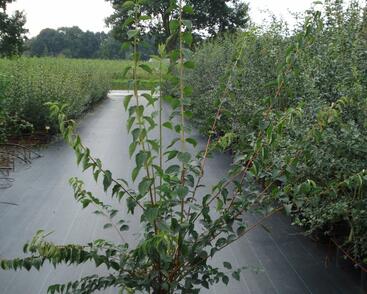 Pustoryl panenský 'Virginal'