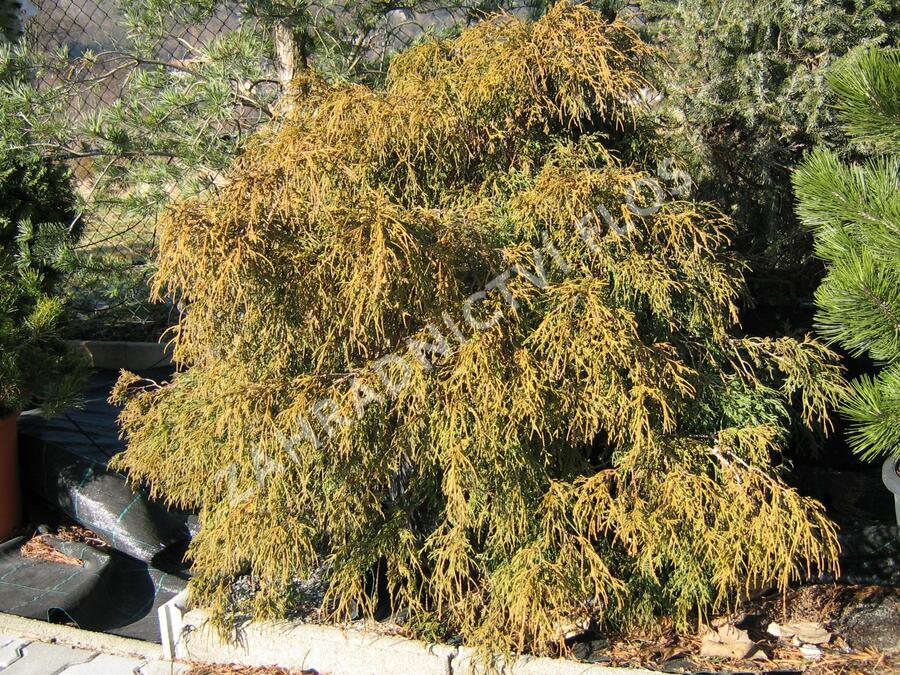 Cypřišek hrachonosný 'Filifera Nana' - Chamaecyparis pisifera 'Filifera Nana'