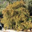 Cypřišek hrachonosný 'Filifera Nana' - Chamaecyparis pisifera 'Filifera Nana'