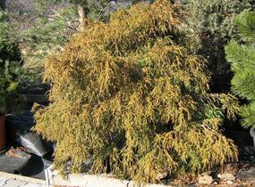 Cypřišek hrachonosný 'Filifera Nana' - Chamaecyparis pisifera 'Filifera Nana'