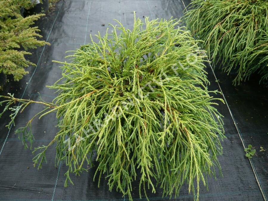 Cypřišek hrachonosný 'Filifera Nana' - Chamaecyparis pisifera 'Filifera Nana'