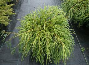 Cypřišek hrachonosný 'Filifera Nana' - Chamaecyparis pisifera 'Filifera Nana'