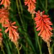 Kleopatřina jehla 'Echo Rojo' - Kniphofia uvaria 'Echo Rojo'