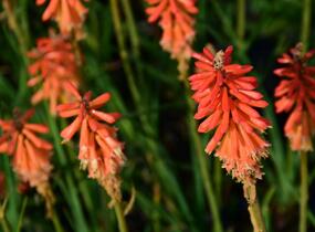 Kleopatřina jehla 'Echo Rojo' - Kniphofia uvaria 'Echo Rojo'