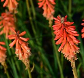 Kleopatřina jehla 'Echo Rojo' - Kniphofia uvaria 'Echo Rojo'