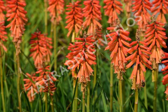 Kleopatřina jehla 'Echo Rojo' - Kniphofia uvaria 'Echo Rojo'