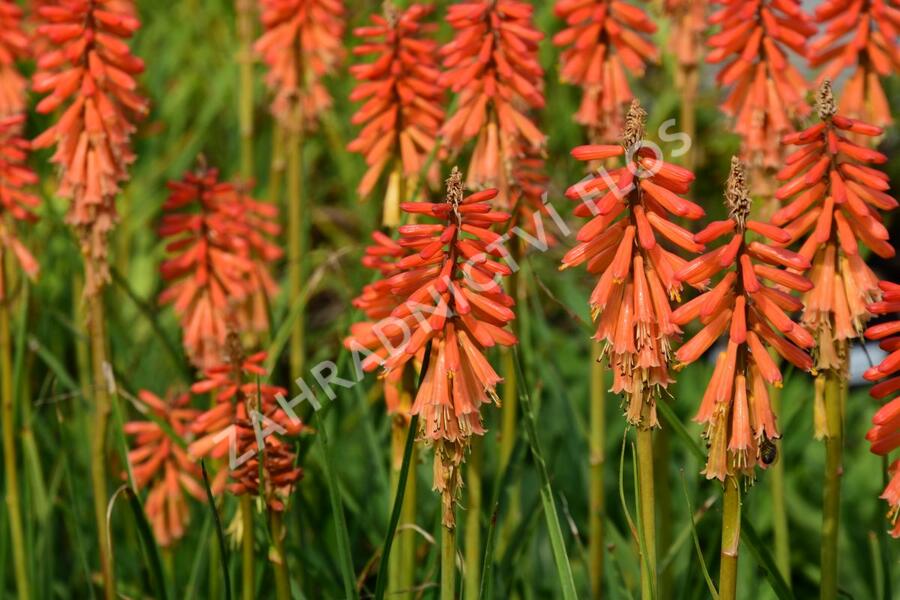 Kleopatřina jehla 'Echo Rojo' - Kniphofia uvaria 'Echo Rojo'