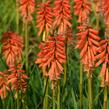 Kleopatřina jehla 'Echo Rojo' - Kniphofia uvaria 'Echo Rojo'