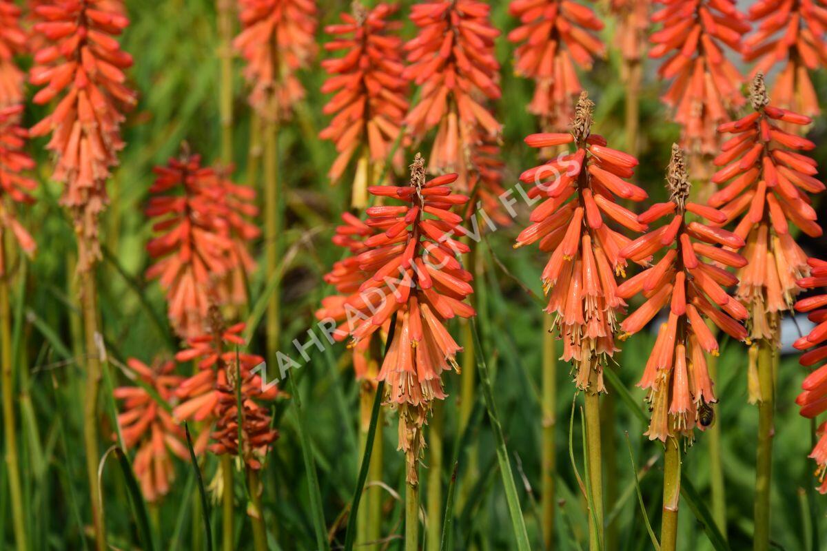 Kleopatřina jehla 'Echo Rojo' - Kniphofia uvaria 'Echo Rojo'