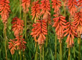 Kleopatřina jehla 'Echo Rojo' - Kniphofia uvaria 'Echo Rojo'