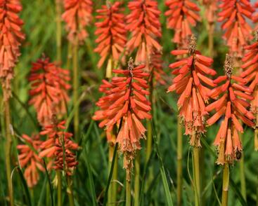 Kleopatřina jehla 'Echo Rojo'