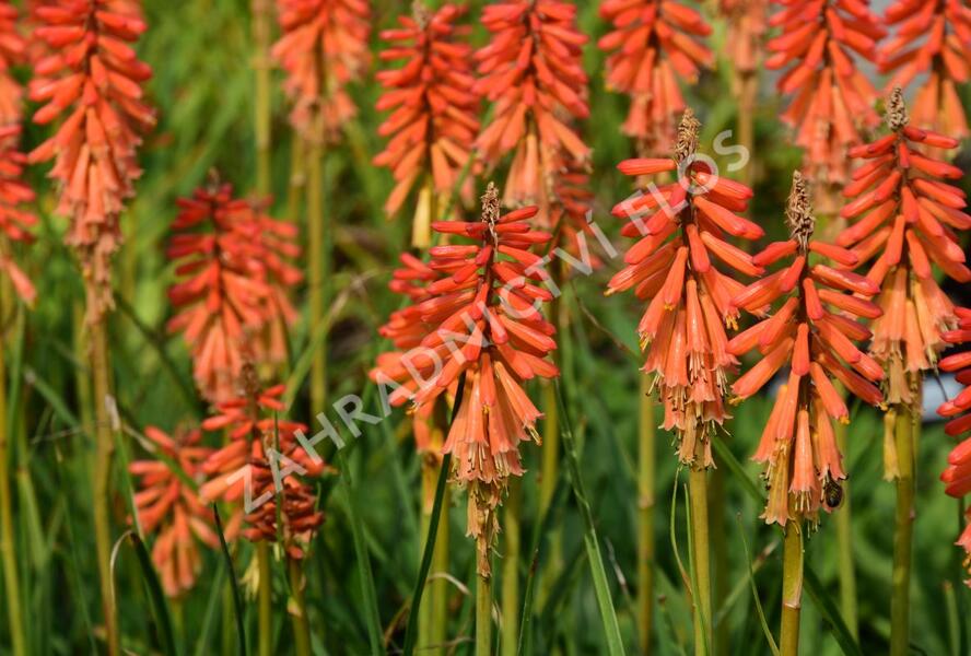 Kleopatřina jehla 'Echo Rojo' - Kniphofia uvaria 'Echo Rojo'