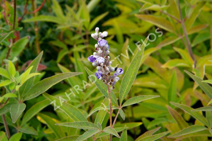 Drmek obecný 'Latifolia' - Vitex agnus castus 'Latifolia'