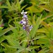 Drmek obecný 'Latifolia' - Vitex agnus castus 'Latifolia'