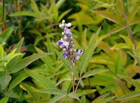 Drmek obecný 'Latifolia' - Vitex agnus castus 'Latifolia'