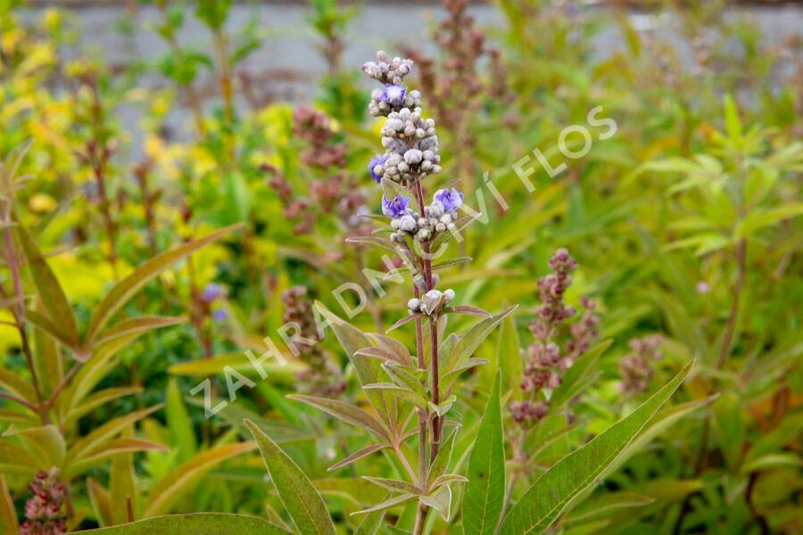 Drmek obecný 'Latifolia' - Vitex agnus castus 'Latifolia'