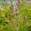 Drmek obecný 'Latifolia' - Vitex agnus castus 'Latifolia'