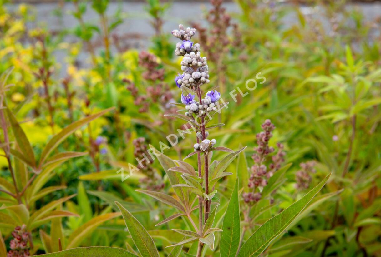 Drmek obecný 'Latifolia' - Vitex agnus castus 'Latifolia'