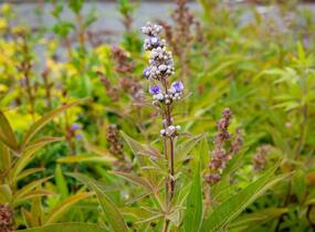 Drmek obecný 'Latifolia' - Vitex agnus castus 'Latifolia'