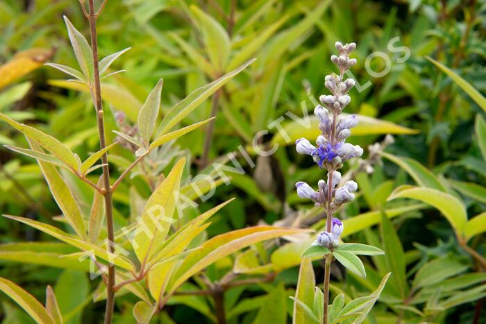 Drmek obecný 'Latifolia' - Vitex agnus castus 'Latifolia'