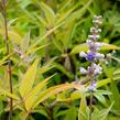 Drmek obecný 'Latifolia' - Vitex agnus castus 'Latifolia'