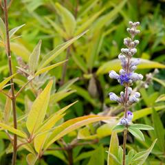 Drmek obecný 'Latifolia' - Vitex agnus castus 'Latifolia'