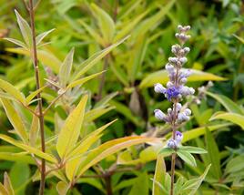 Drmek obecný 'Latifolia'