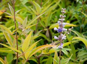 Drmek obecný 'Latifolia' - Vitex agnus castus 'Latifolia'