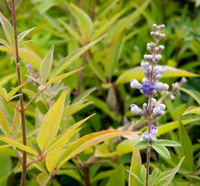 Drmek obecný 'Latifolia' - Vitex agnus castus 'Latifolia'