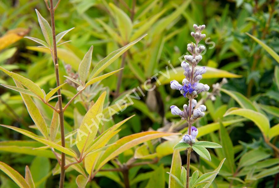 Drmek obecný 'Latifolia' - Vitex agnus castus 'Latifolia'