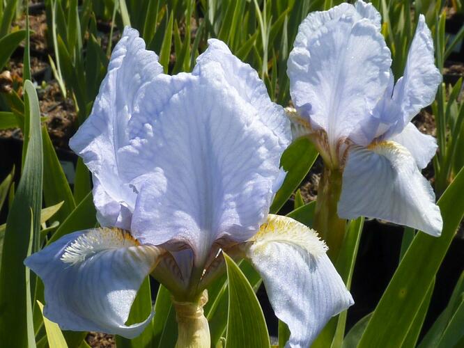 Kosatec nízký 'Orange Caper' - Iris barbata-nana 'Orange Caper'