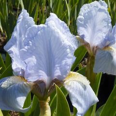 Kosatec nízký 'Orange Caper' - Iris barbata-nana 'Orange Caper'