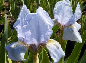 Kosatec nízký 'Orange Caper' - Iris barbata-nana 'Orange Caper'